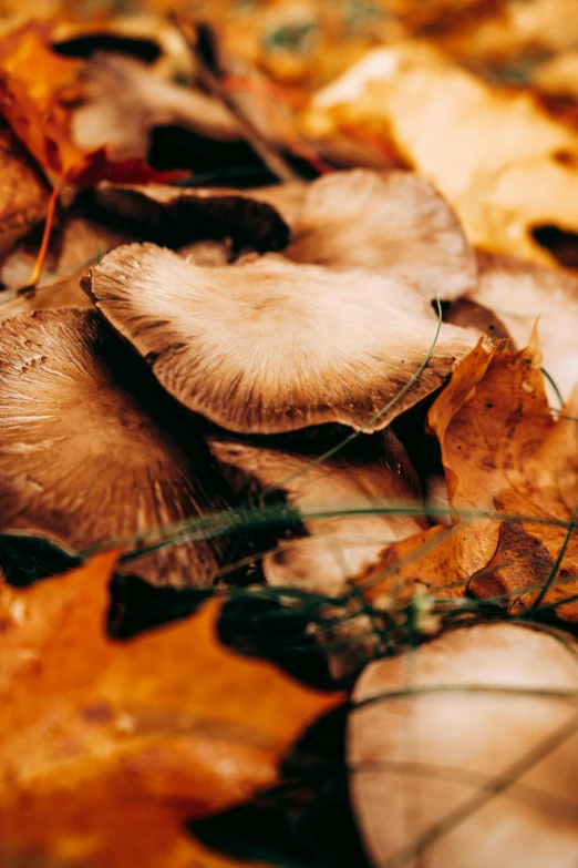 an area covered in dry leaves of some sort