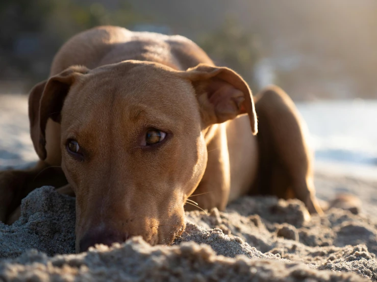 a dog laying down on a sandy beach