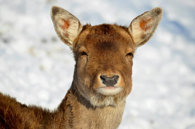 a deer that is standing in the snow