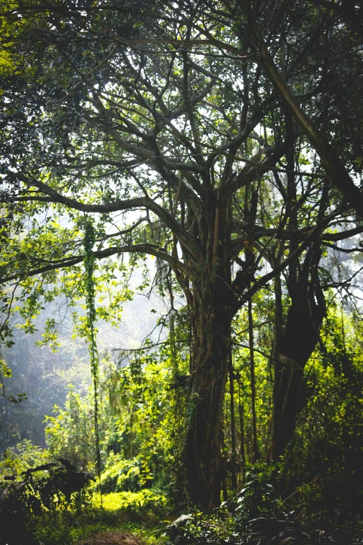 a tree in the middle of some trees