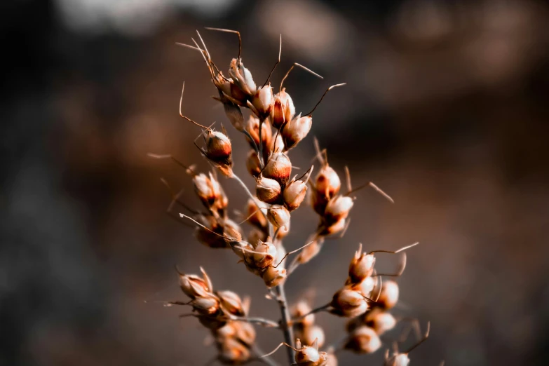 some red ants sitting on a long stem