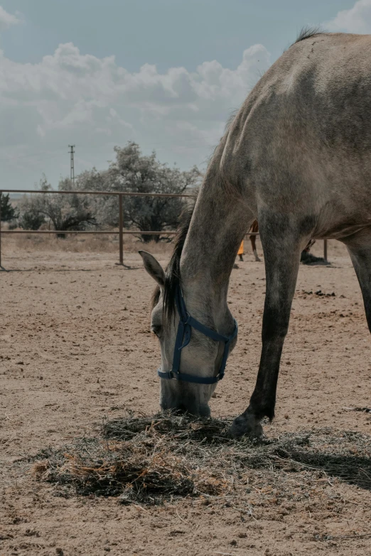 a horse eating grass in a sandy field