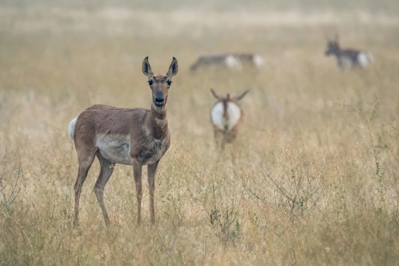 deer and other animals walking through the grass in the fog