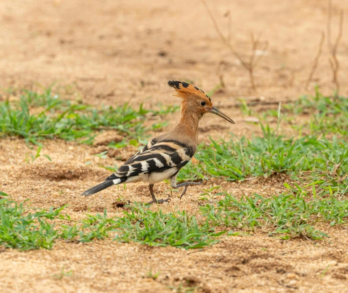 bird with striped body standing on green grass