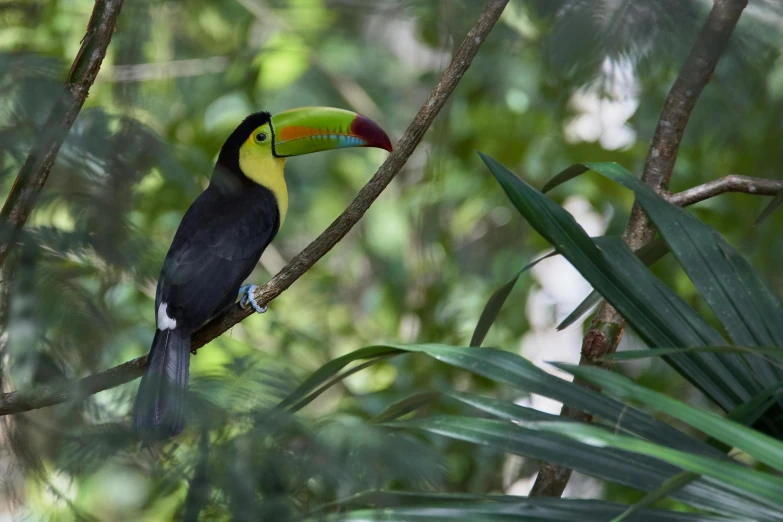 a black, yellow and red bird perched on the nch of a tree