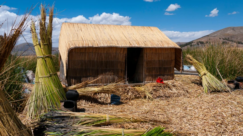 a house is surrounded by dried plants and vegetation