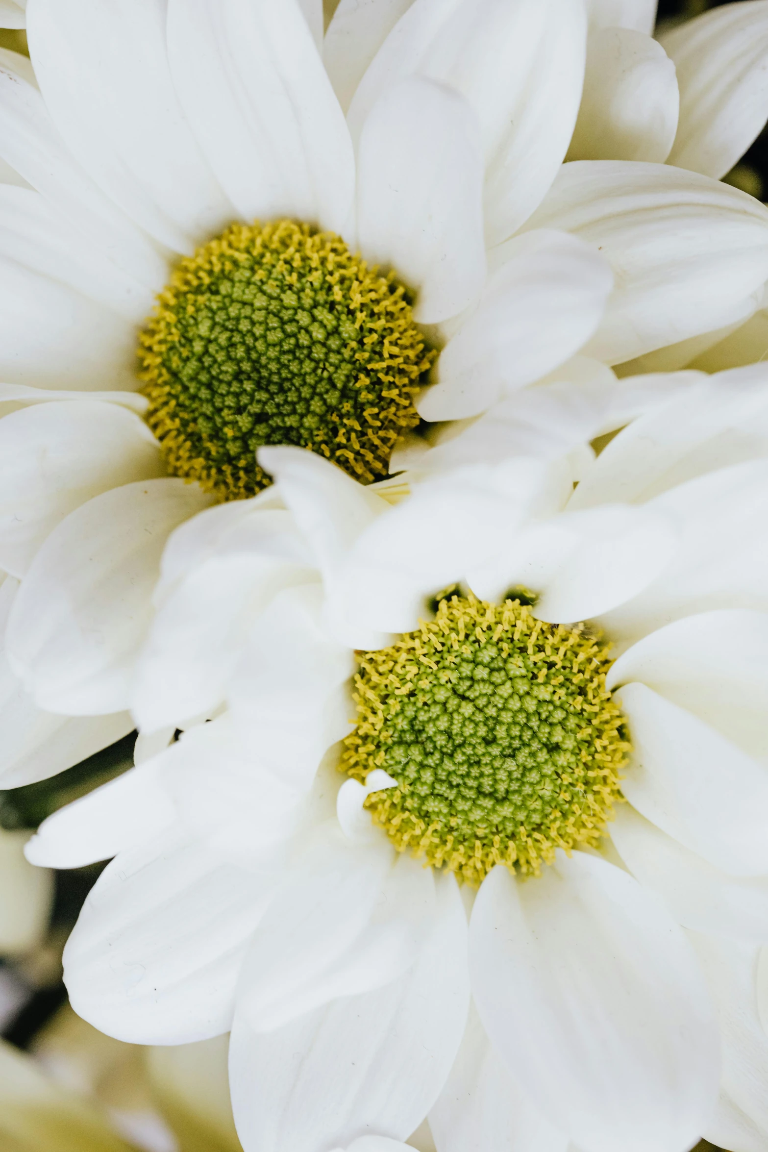 a close up view of the centers of two white daisies