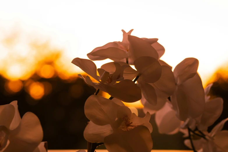 the pink flower is blooming on top of the table