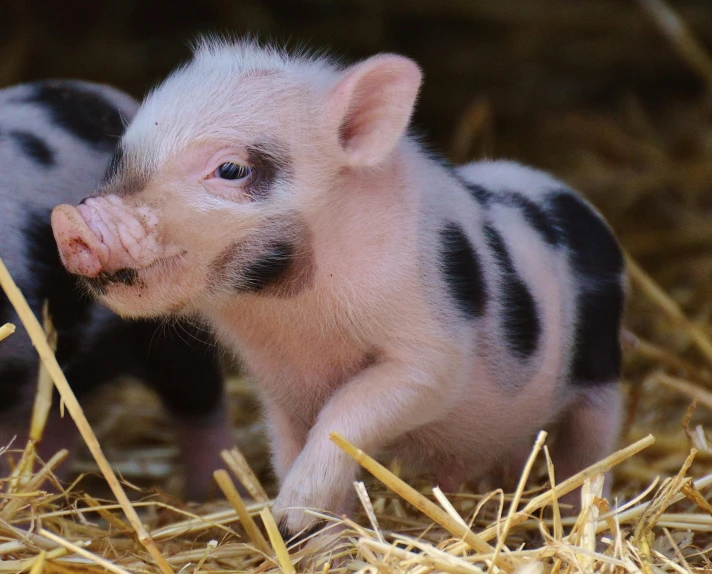 two small pigs standing on top of straw