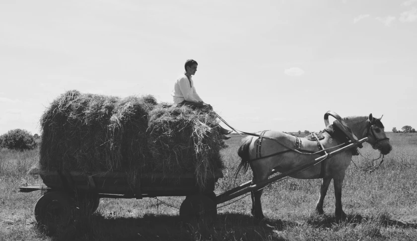 black and white image of boy on horse with wagon full of hay