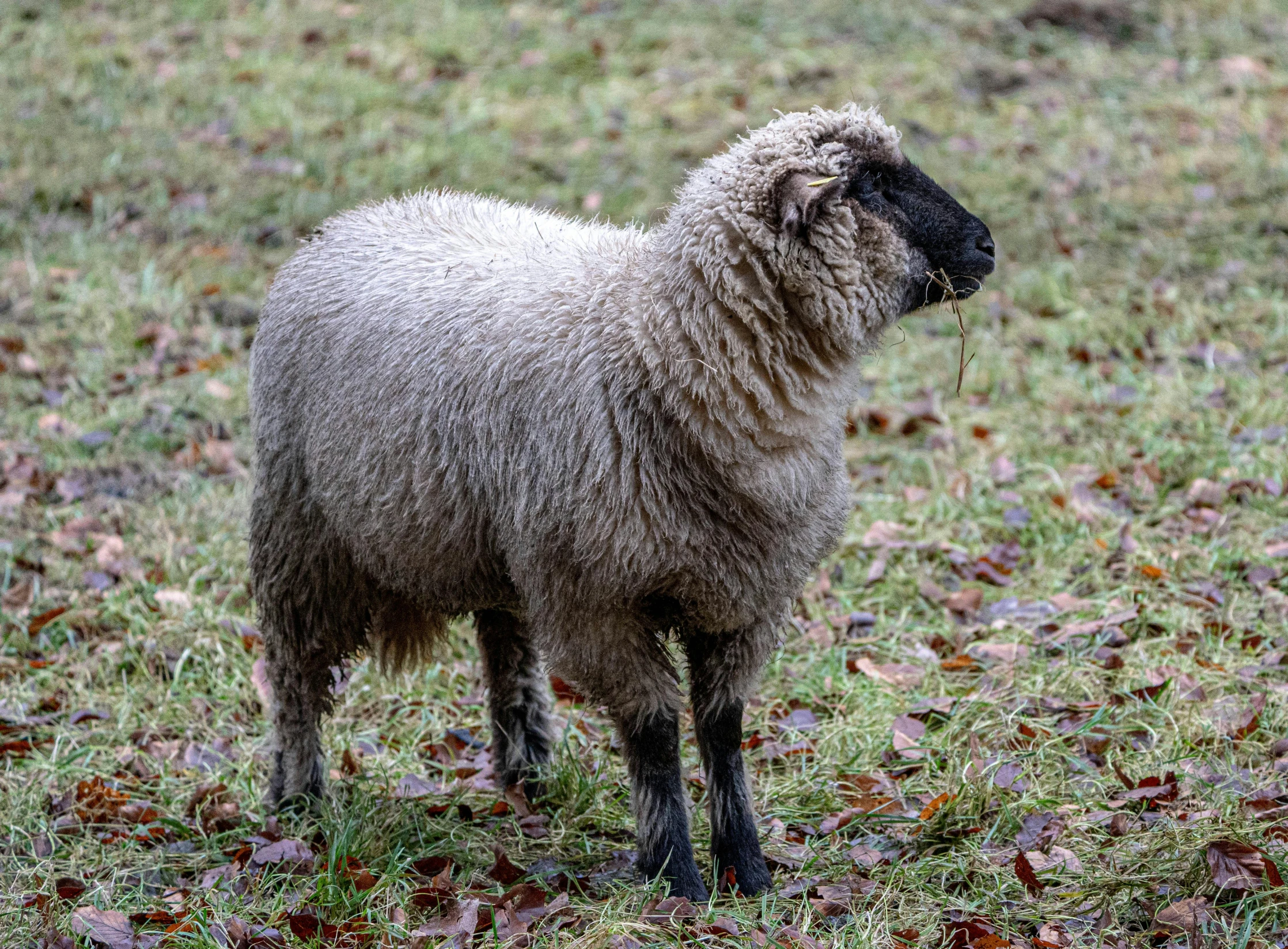 a small sheep standing alone on some grass