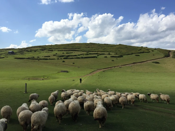 a herd of sheep in a pasture, with one person walking