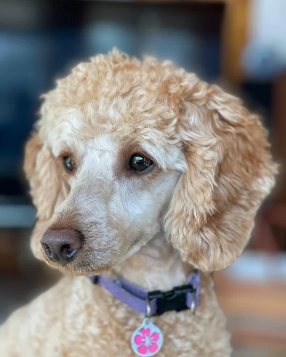 a close up of a dog wearing a collar