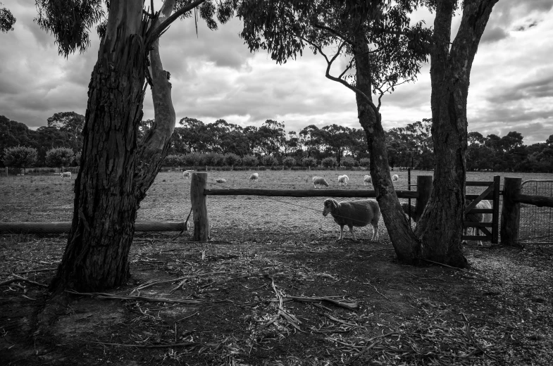 black and white pograph of a large herd of animals in the pasture