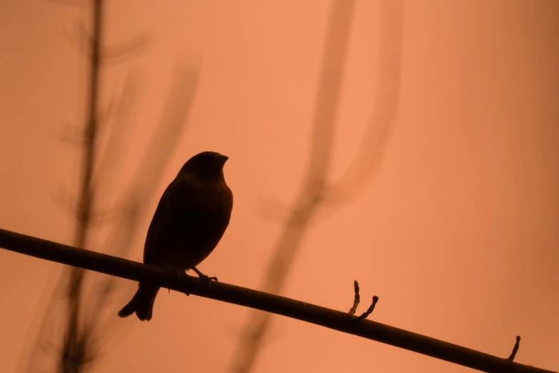 black bird perched on nch in the silhouette