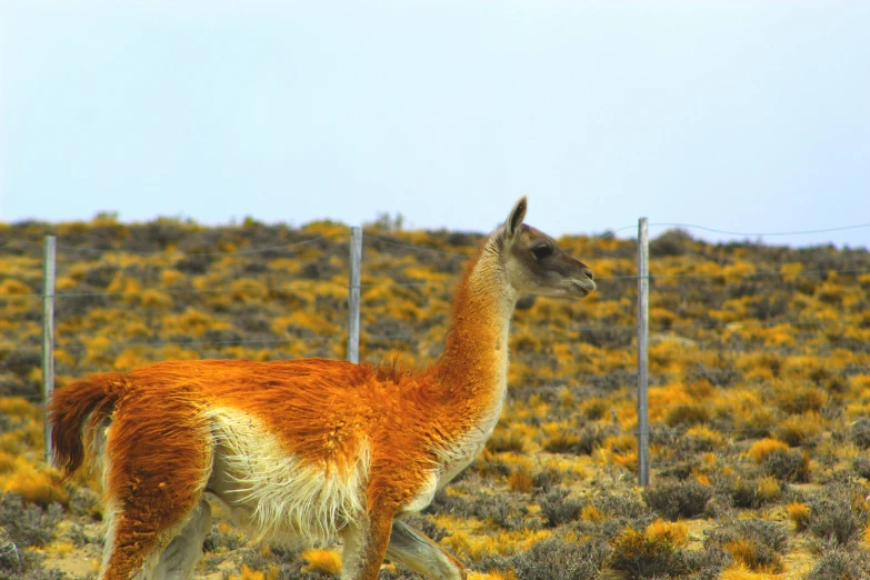 a lone orange laman walking around a hill