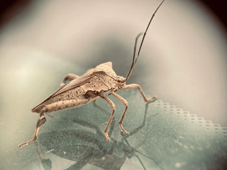 a bug that is sitting on top of a glass table