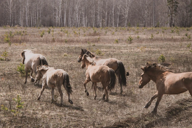 several horses in a large open field of dirt