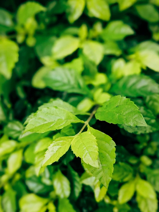 green leaves with white and brown streaks