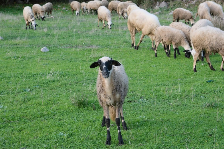 sheep grazing in an open field of grass