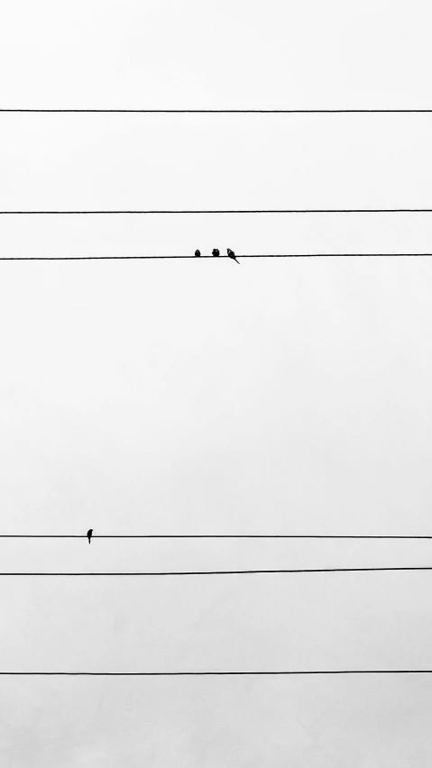 birds sitting on power lines with one perched on one wire