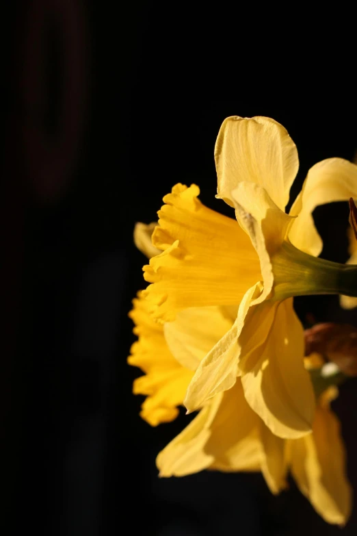 a single yellow flower with dark background