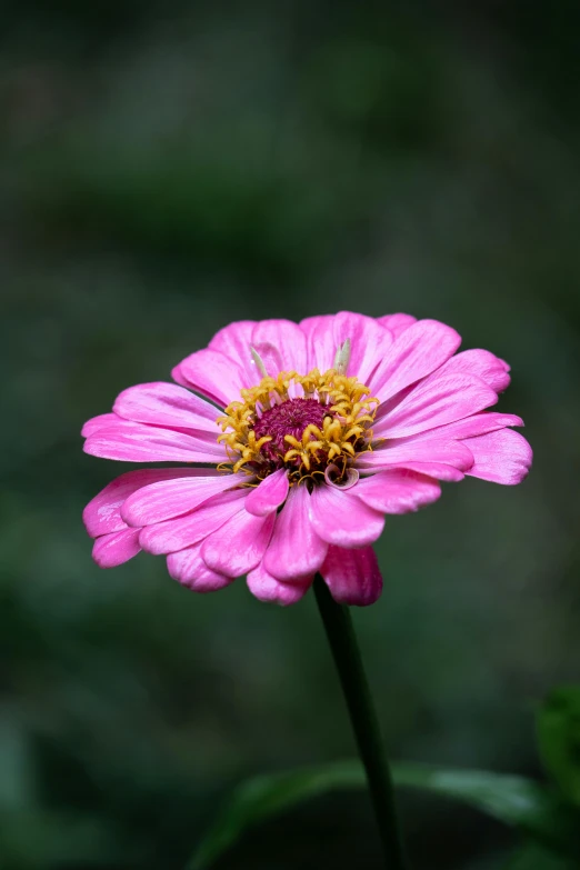 pink flower with a yellow center and a green background