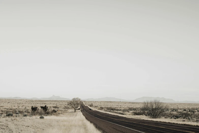 cattle grazing in the middle of a big open field