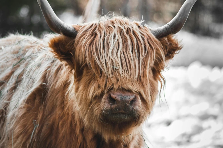 a long - haired cow with huge horns is looking at the camera