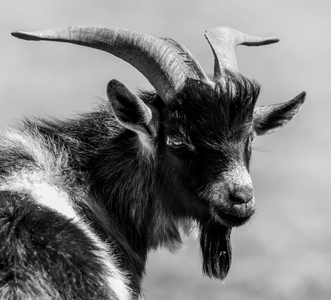 a black and white po of a goat with horns