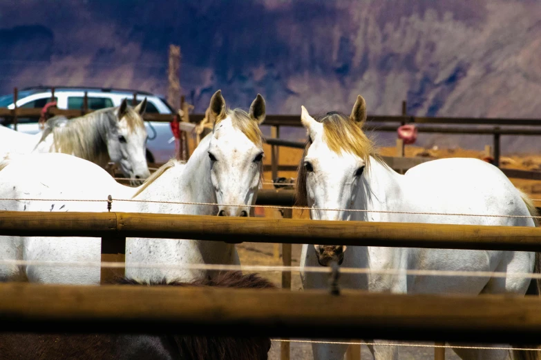 a herd of horses standing inside of a wooden pen