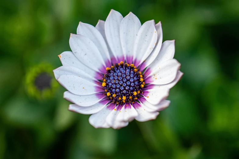 a closeup s of the center of an anemone