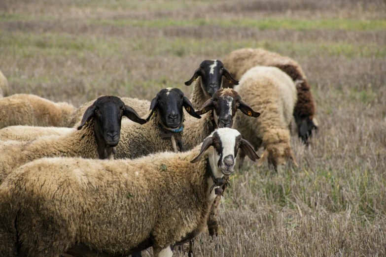 there are many sheep standing in the grass