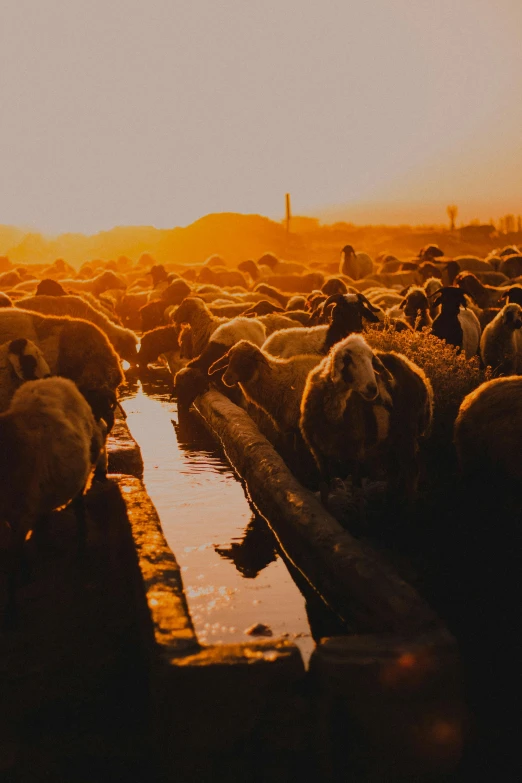 many sheep are walking across the river together