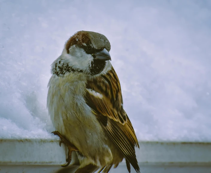 a bird perched on the corner of a building