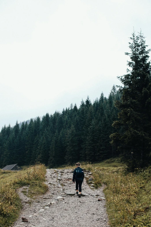 a lone man walks on a trail surrounded by evergreens