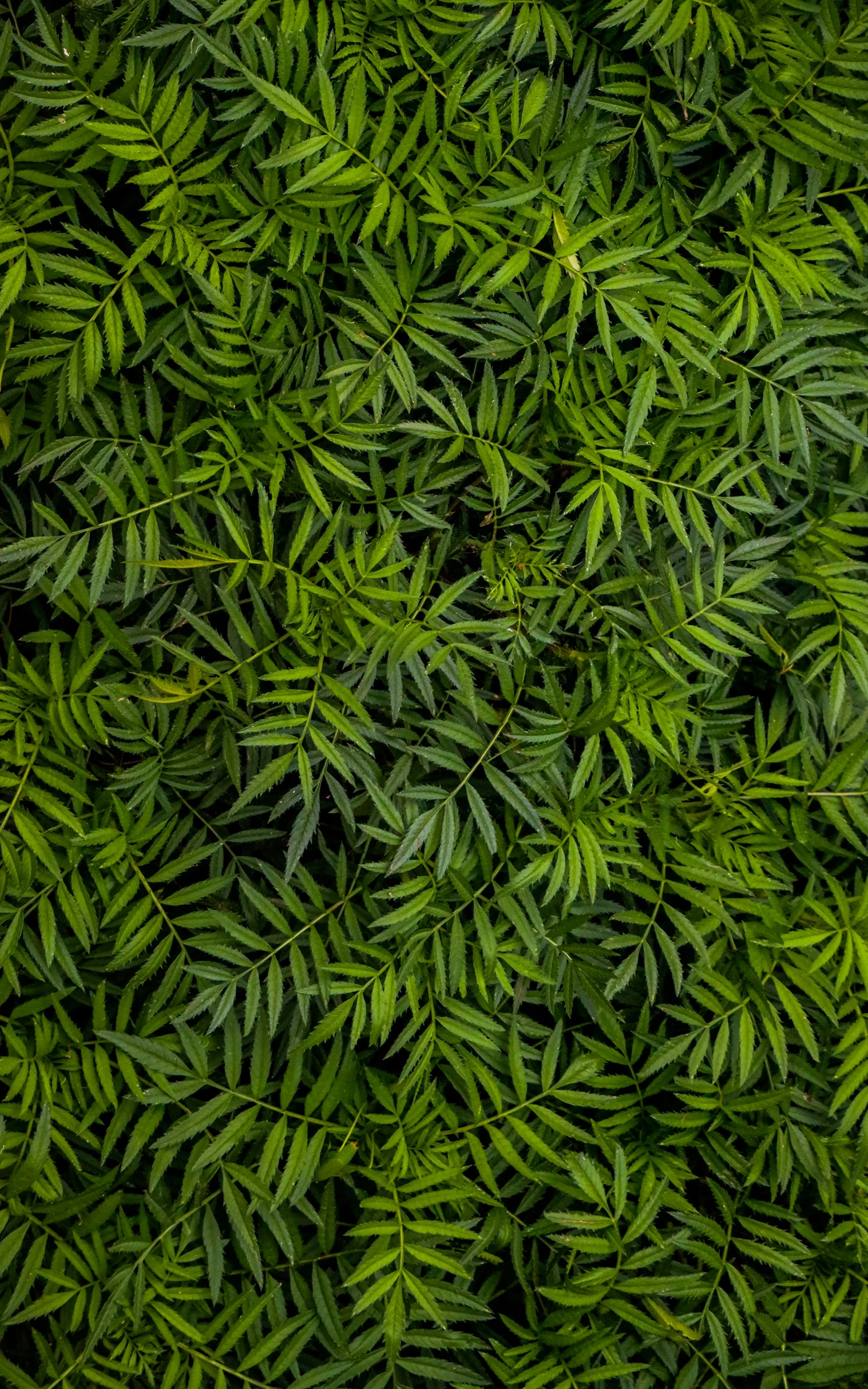 close up po of green plants