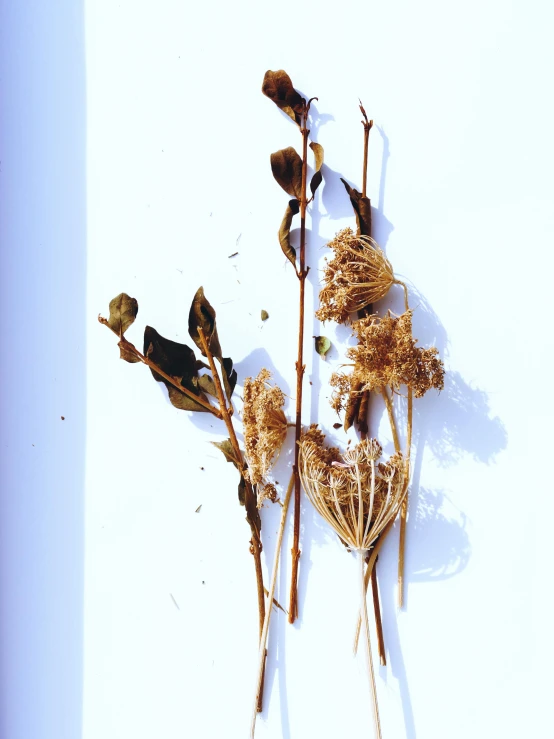 two dried flowers against a white wall