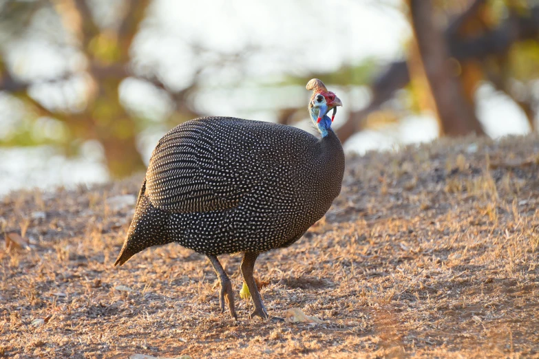 a bird that is standing on a field