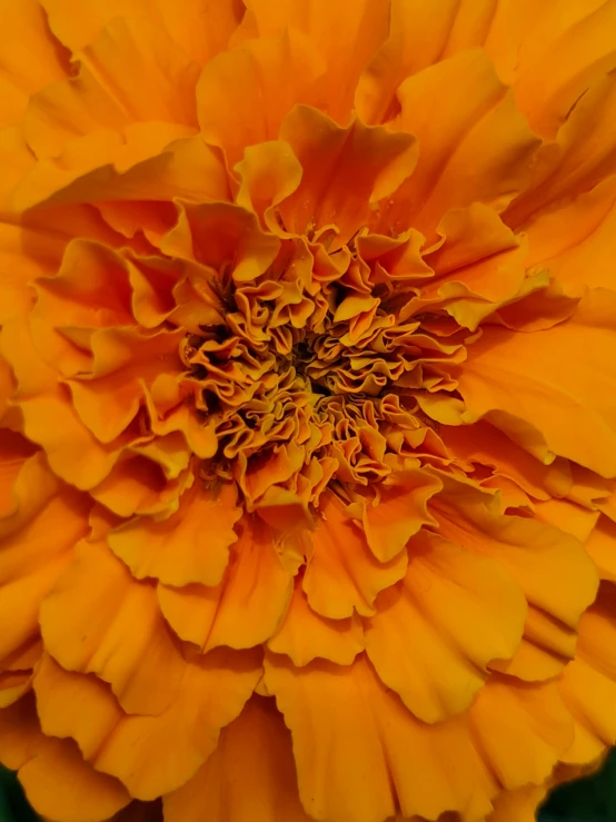 a close up s of a yellow flower