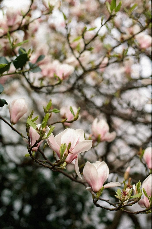 a bunch of pink flowers on the nches of a tree