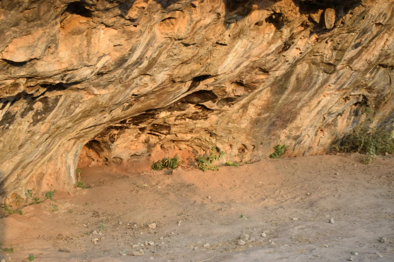 there is a small black animal sitting inside of a cave