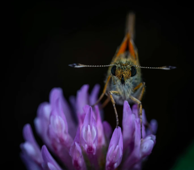 a small insect perched on some purple flowers