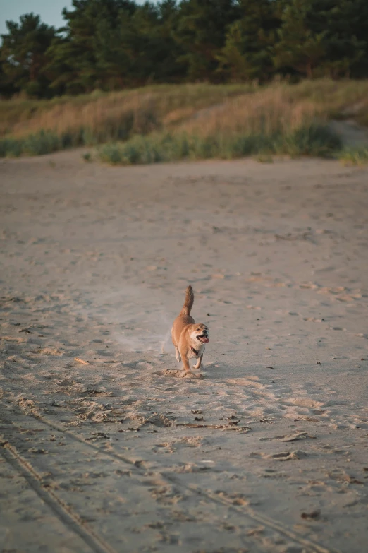 the dog runs through a patch of sand with it's tail raised