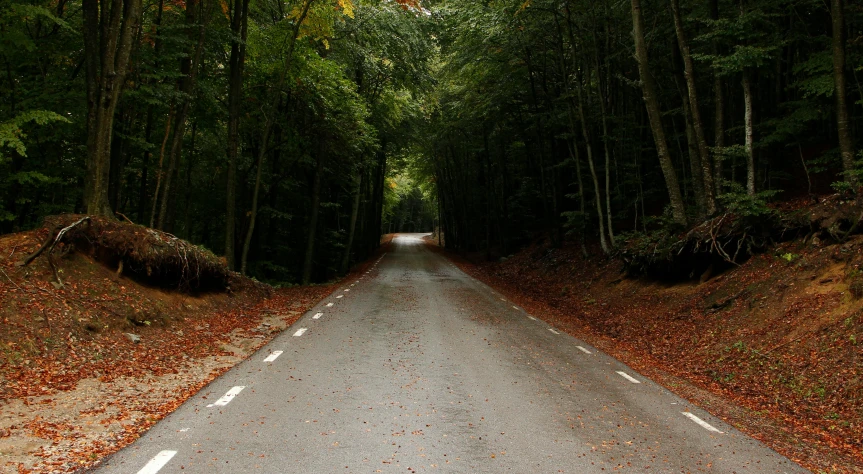 there is a road that has lots of trees