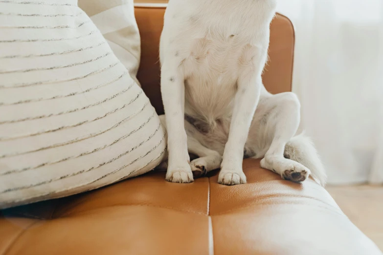 a white dog sitting on top of a leather couch