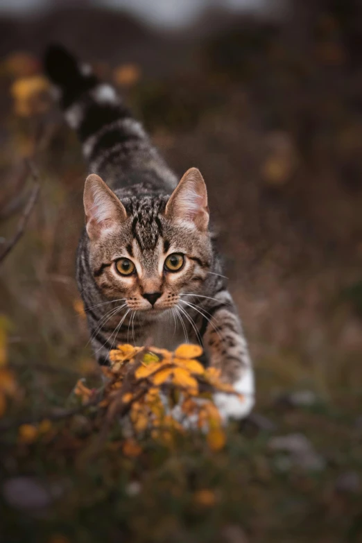 a small cat standing in a field of yellow flowers