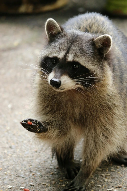 a rac is looking up as it walks