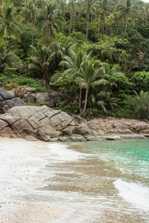 a beach with rocks and palm trees next to it