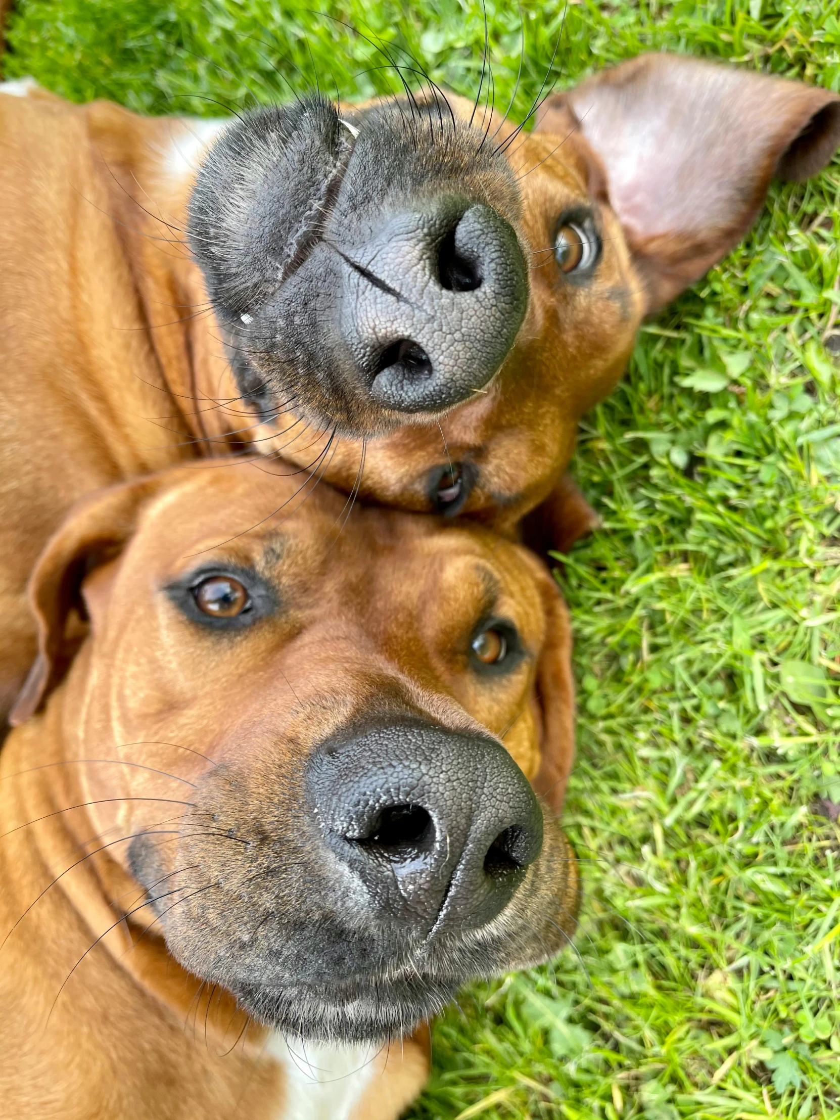 two dogs that are looking up at soing